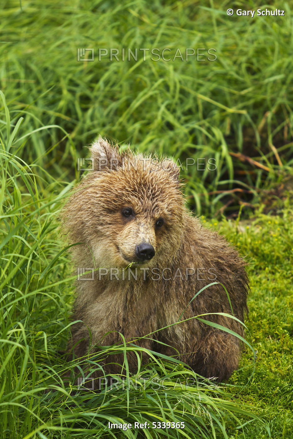 Brown Bear (Ursus Arctos) Cub Close-Up, Sitting In Grass, Katmai National Park ...