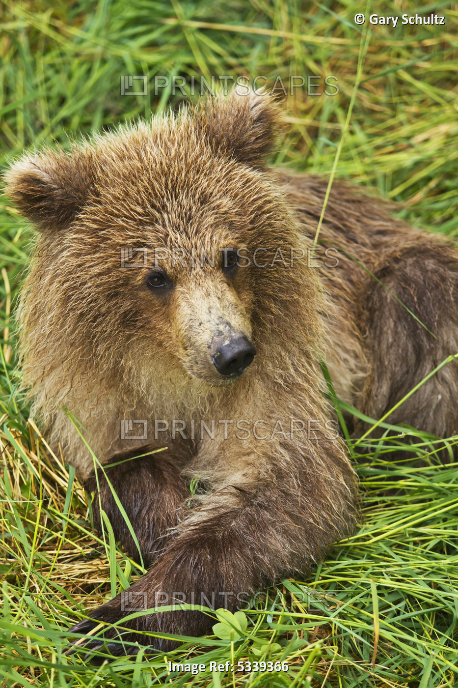 Brown Bear (Ursus Arctos) Cub Close-Up, Lying In Grass, Katmai National Park ...