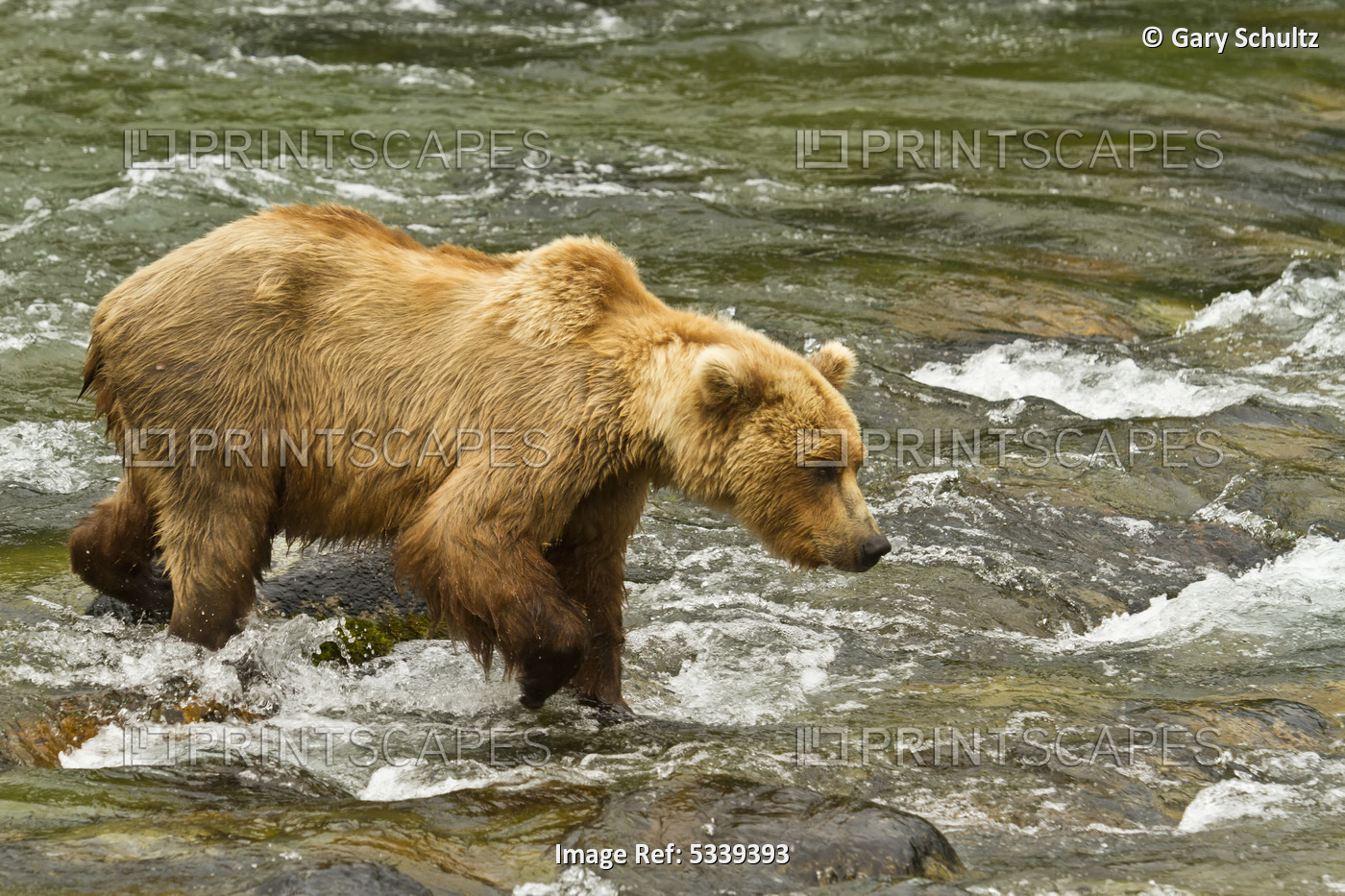 Brown Bear (Ursus Arctos) Walking In Shallow Water In Brooks River While ...