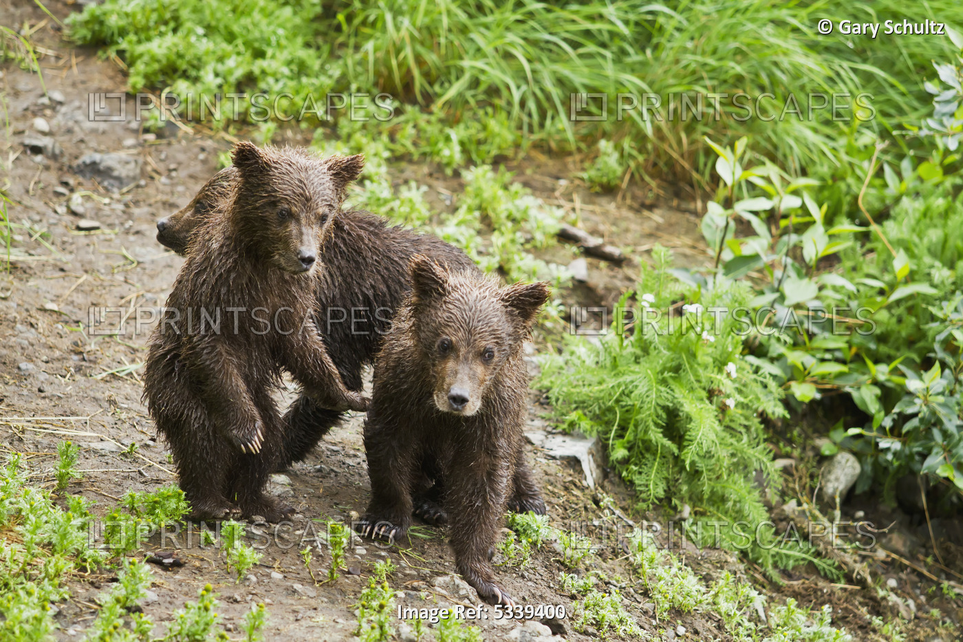 Brown Bear (Ursus Arctos) Cubs On River Bank Of Brooks River While Mother Is ...