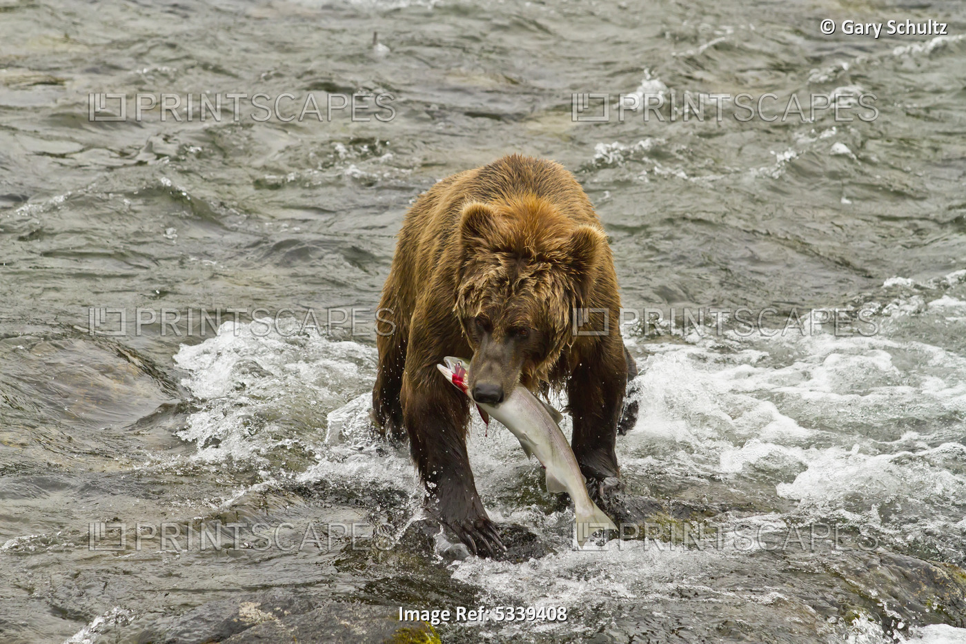 Brown Bear (Ursus Arctos) Standing In Brooks River Holding Sockeye Salmon ...