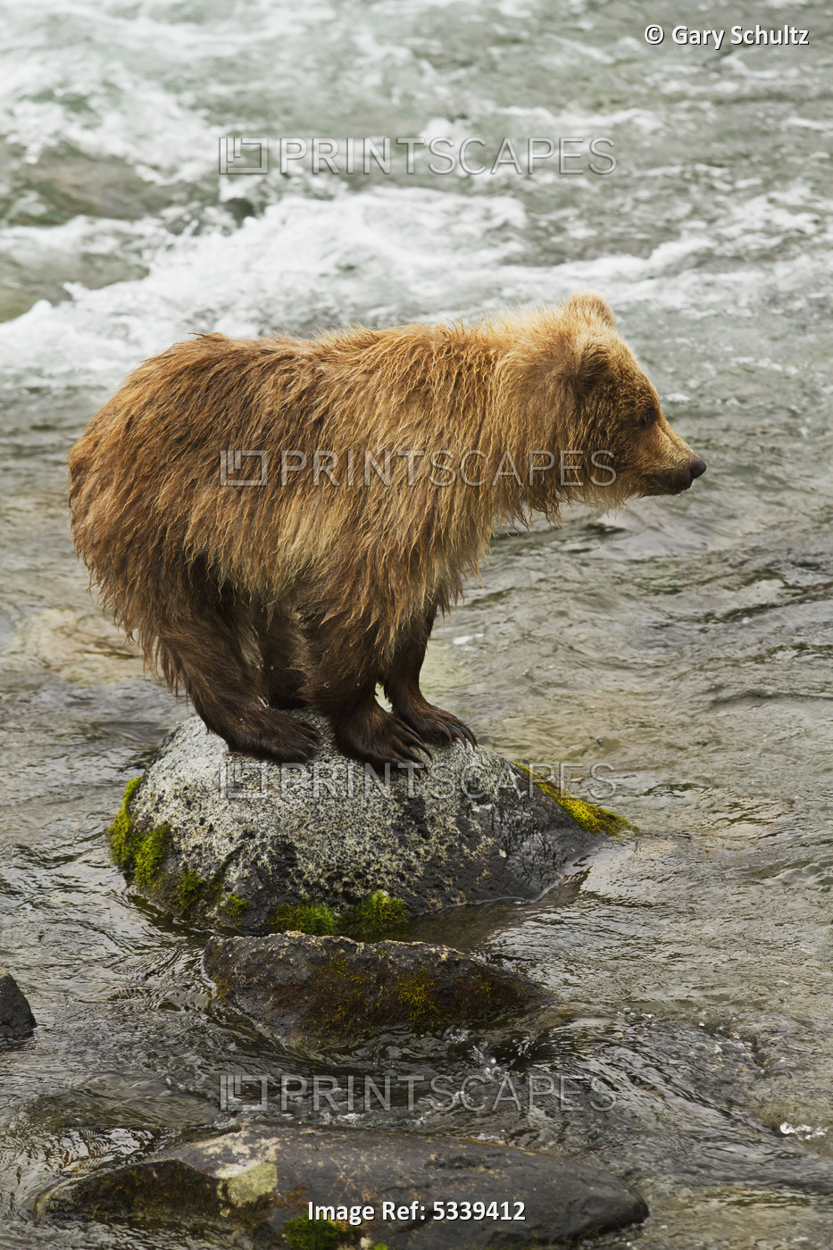 Brown Bear (Ursus Arctos) Cub Standing On Boulder In Brooks River While Mother ...