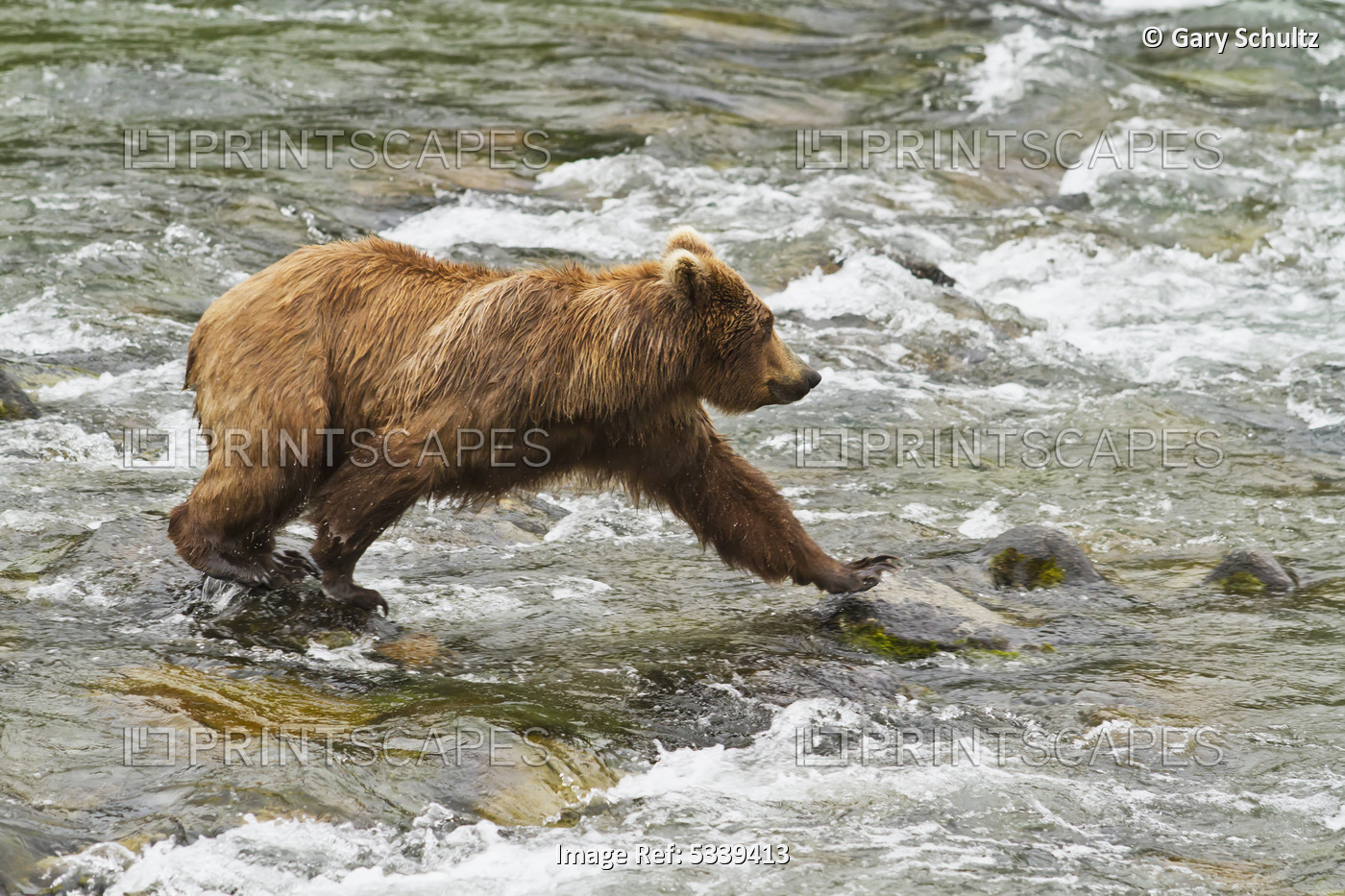 Brown Bear (Ursus Arctos) Walking In Brooks River, Stepping Onto Boulder While ...