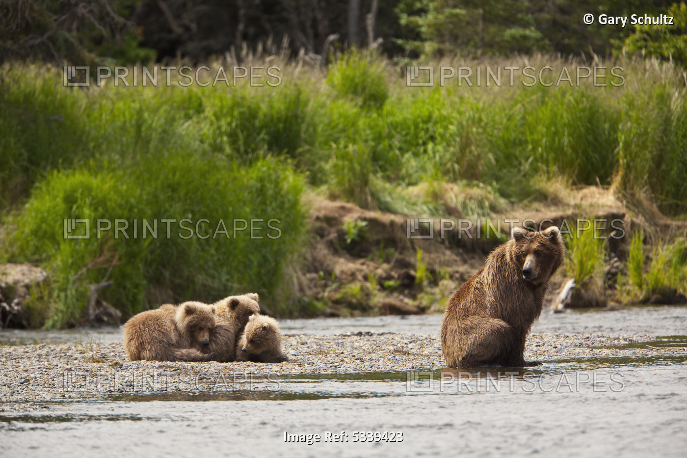 Brown Bear (Ursus Arctos) Sow With Three Yearling Cubs Resting On Gravel Island ...