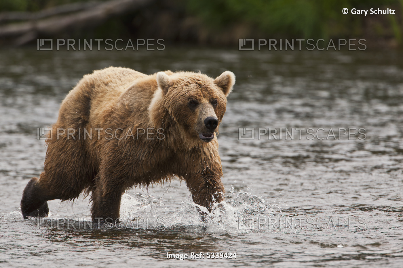 Brown Bear (Ursus Arctos) Walking In Brooks River Below Brooks Falls Fishing ...