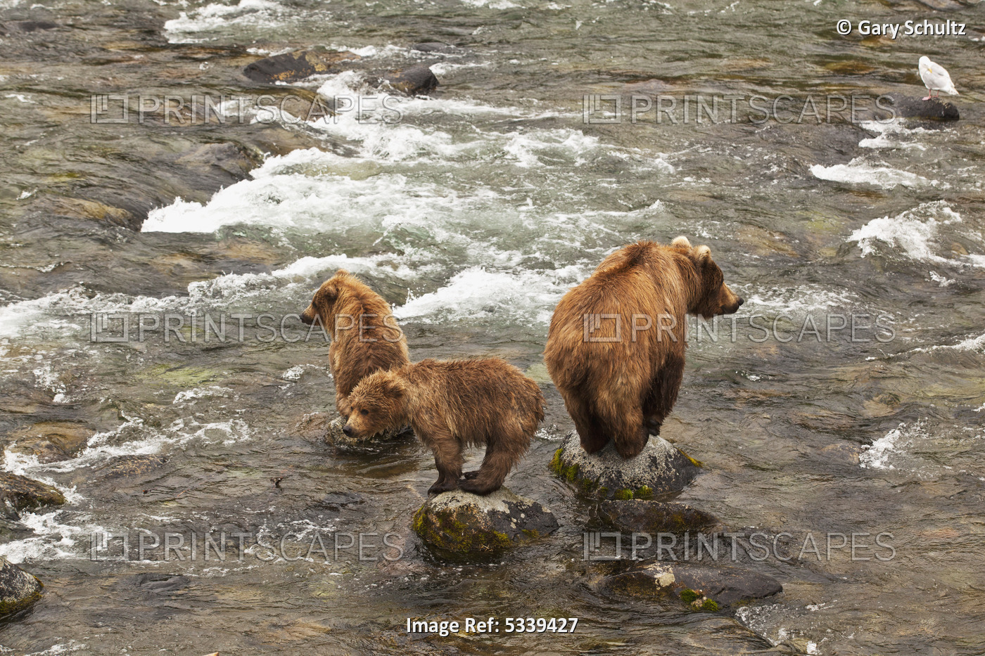Brown Bear (Ursus Arctos) Sow With Two Yearling Cubs Standing On Boulders In ...