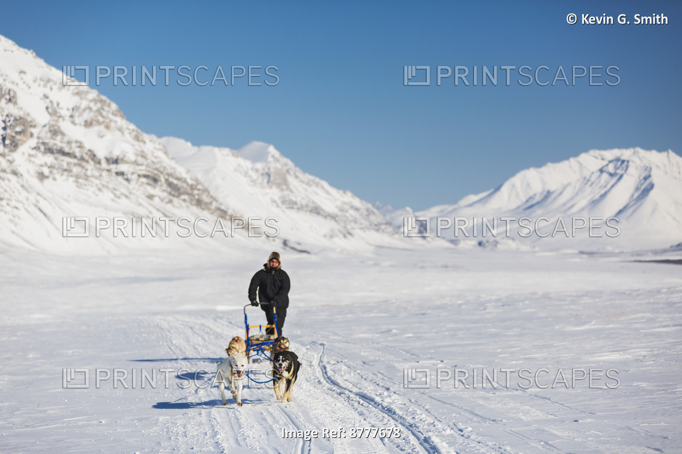 Native Man Driving A Dog Team Ain Anaktuvuk Pass, Gates Of The Arctic National ...