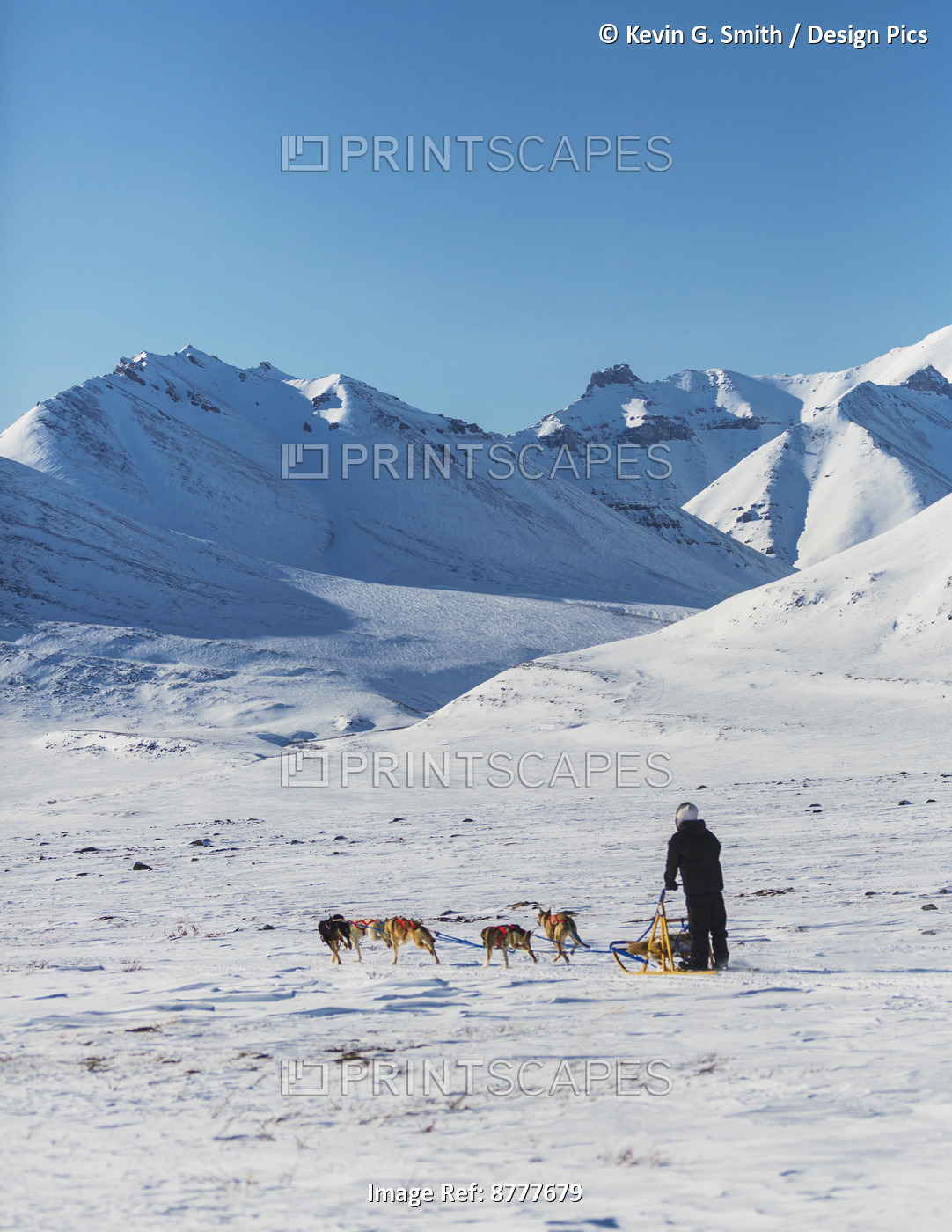 Native Man Driving A Dog Team Ain Anaktuvuk Pass, Gates Of The Arctic National ...