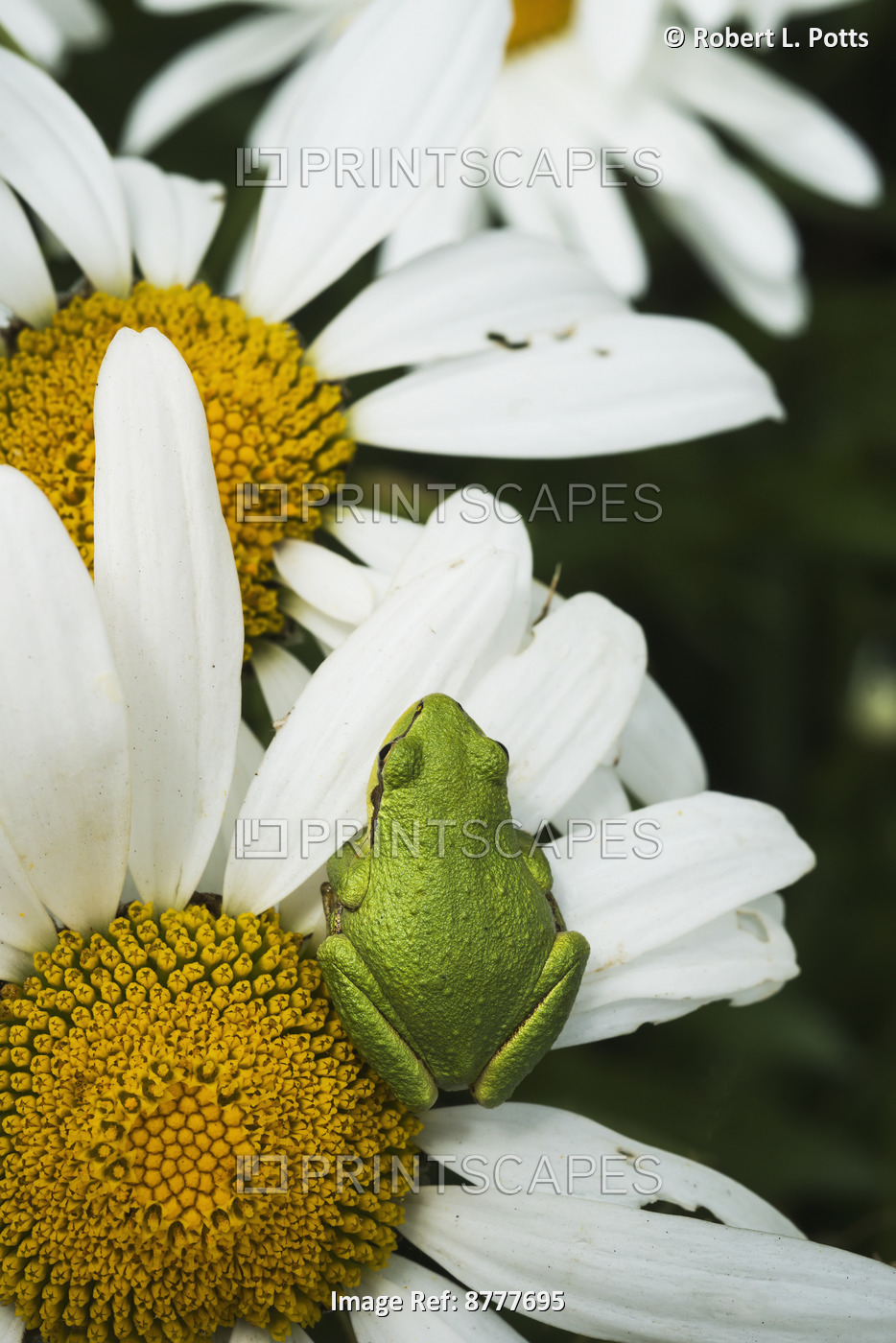 Tree Frog Rests On A Daisy; Astoria, Oregon, United States Of America