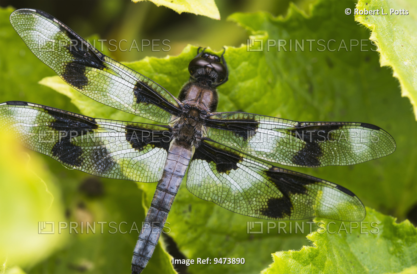 A Dragonfly Warms Up In A Vegetable Garden; Astoria, Oregon, United States Of ...