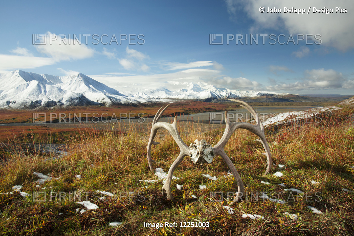 Caribou Antlers Sit On Tundra Near The Eielson Visitor's Center With Patches Of ...