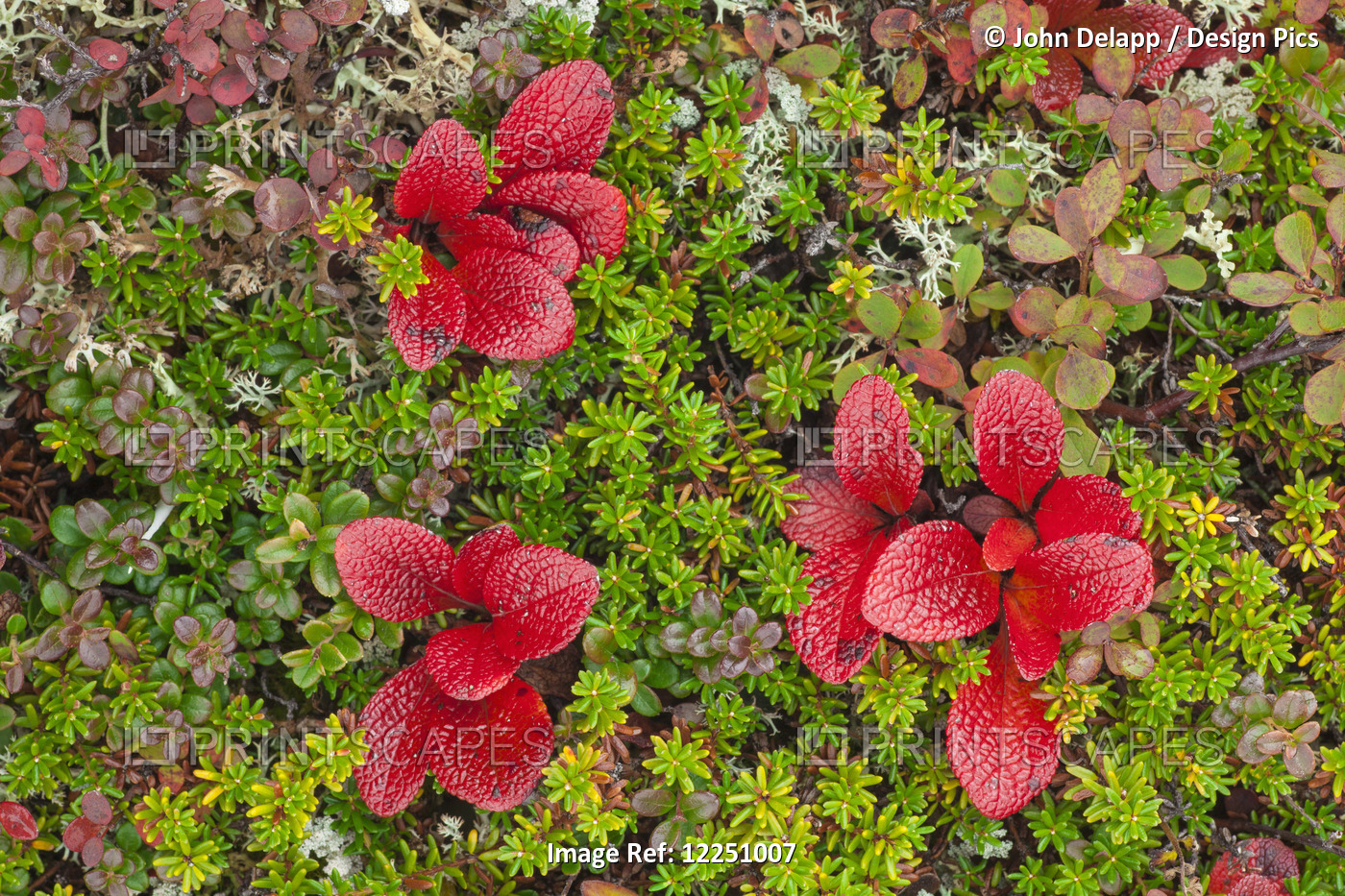 Macro Shot Of Bearberry And Other Colorful Tundra Plants Near Wonder Lake In ...