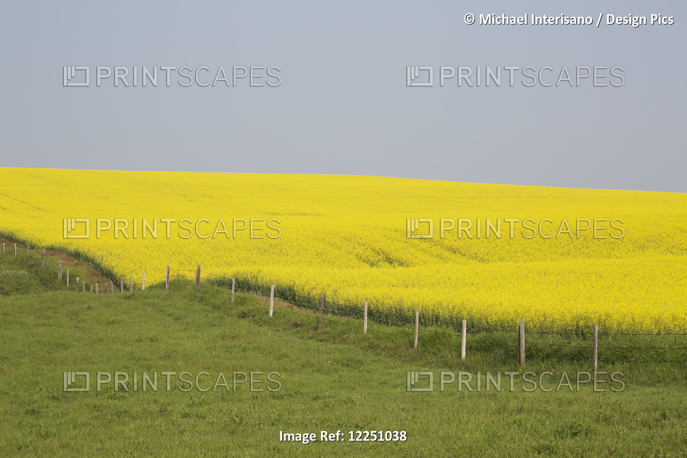 Flowering Canola Field On A Rolling Hill, With Barbed Fence, Green Field And ...
