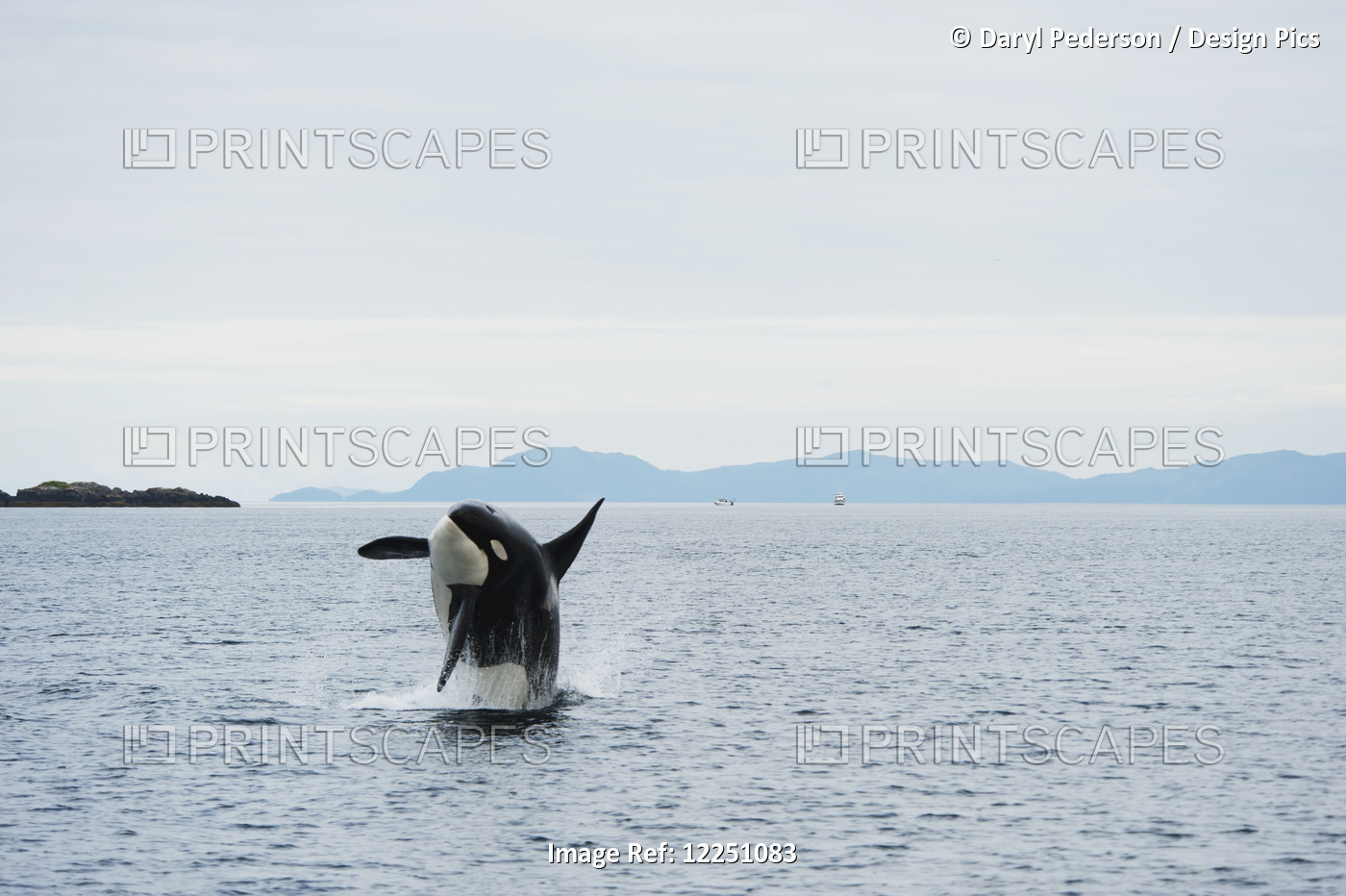 A Killer Whale Breaches In Prince William Sound, Southcentral Alaska