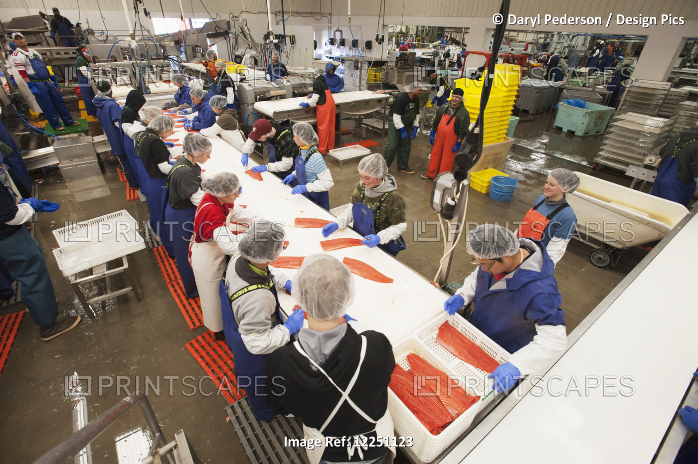 Workers Trim And Remove Pin Bones From Salmon Fillets At The Cannery, Naknek, ...