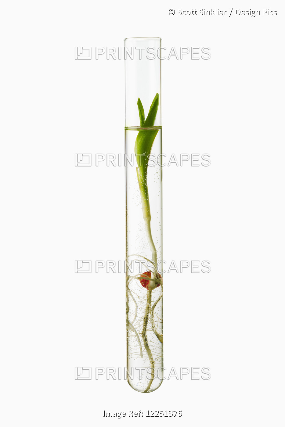 A Corn Seedling In A Test Tube On White Background; Iowa, United States Of ...