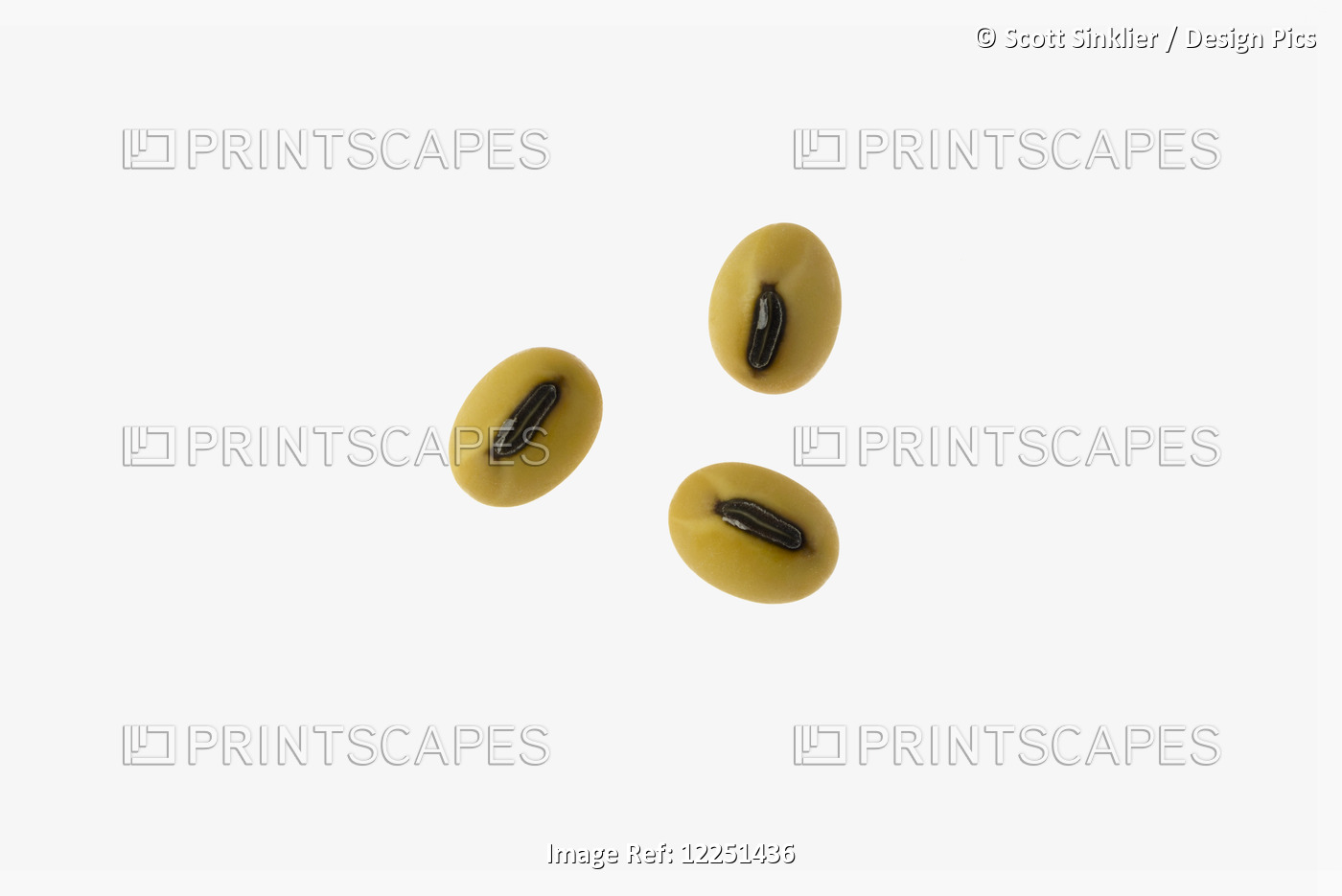 Mature Soybeans On A White Background
