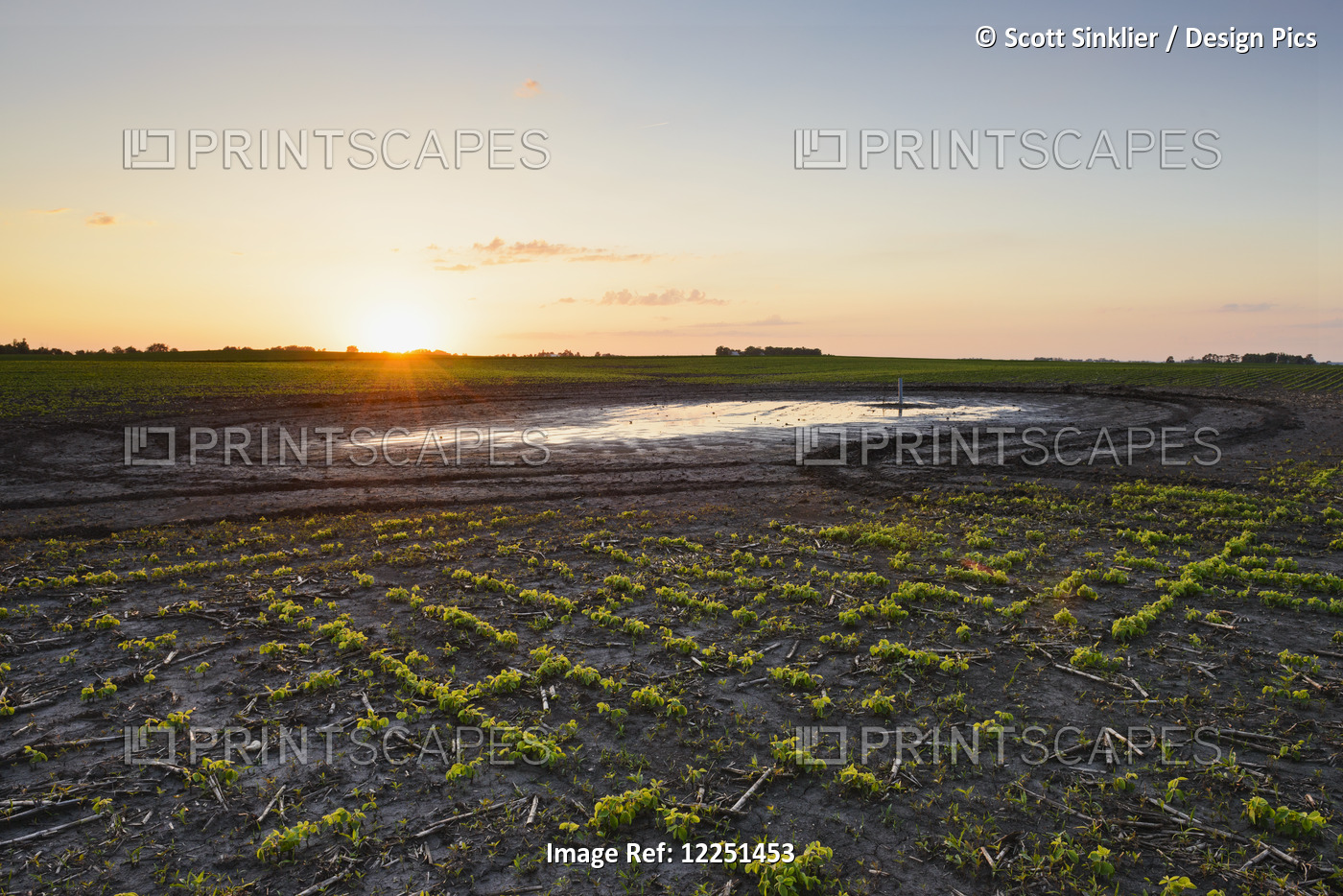 A Soybean Field Damaged By Heavy Rains And Flooding In Central Iowa; Iowa, ...
