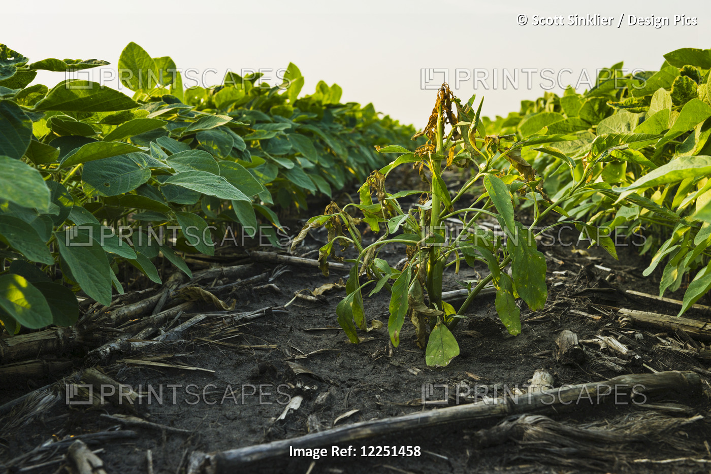 A Healthy Green Mid-Season Soybean Field One Week After Being Sprayed With ...