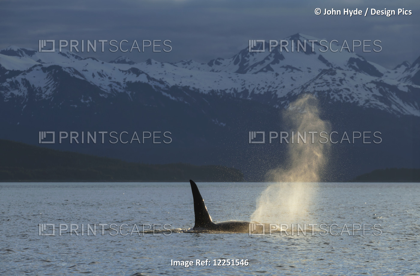 An Orca Whale (Orcinus Orca), A Male Indicated By The Height Of Its Dorsal Fin, ...