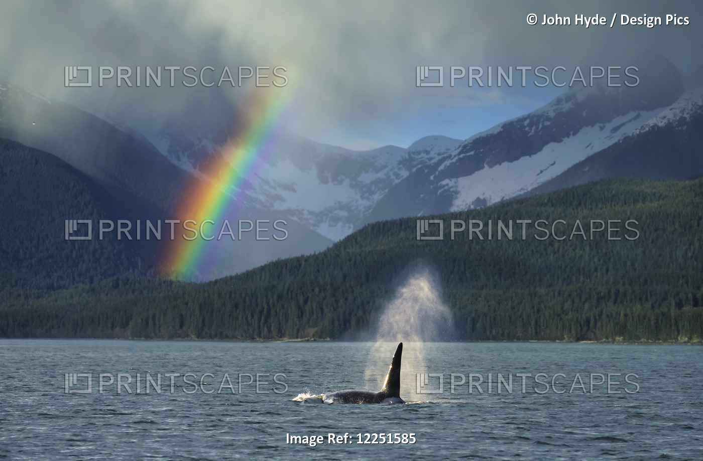 Composite: Male Orca Whale Surfaces In Lynn Canal With A Rainbow And Spring ...