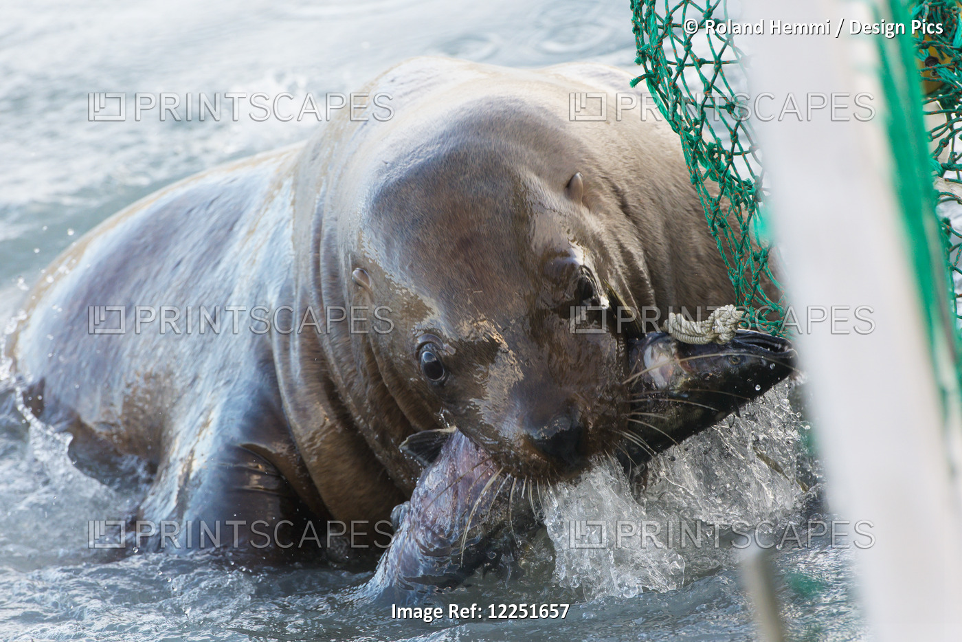 Sea Lion Steals A Silver Salmon Out Of A Fishernet; Valdez, Alaska, United ...