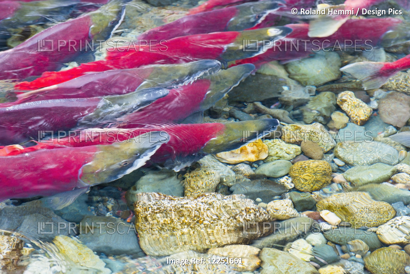 Group Of Sockeyes In Shallow Water; Paxson, Alaska, United States Of America