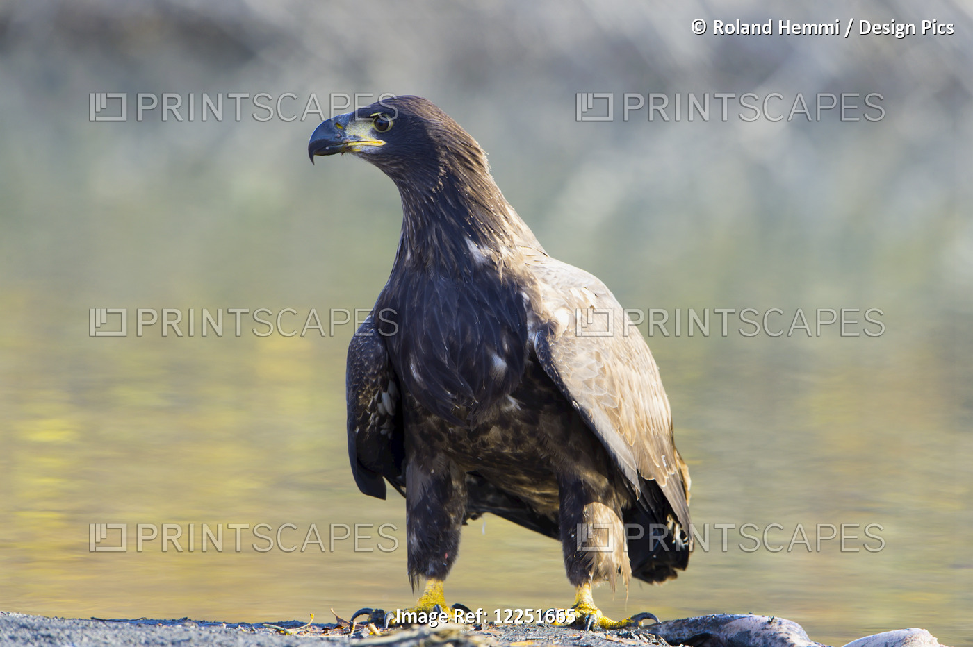 Young Bald Eagle (Haliaeetus Leucocephalus) Eating On The Ground; Valdez, ...