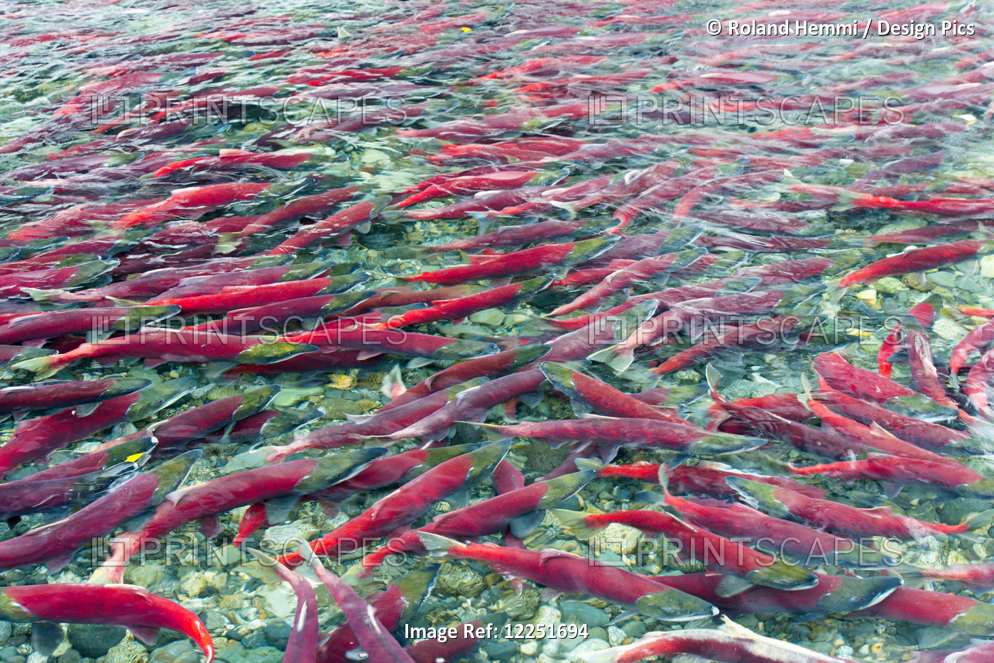 Group Of Sockeye Salmon In Shallow Water; Paxson, Alaska, United States Of ...