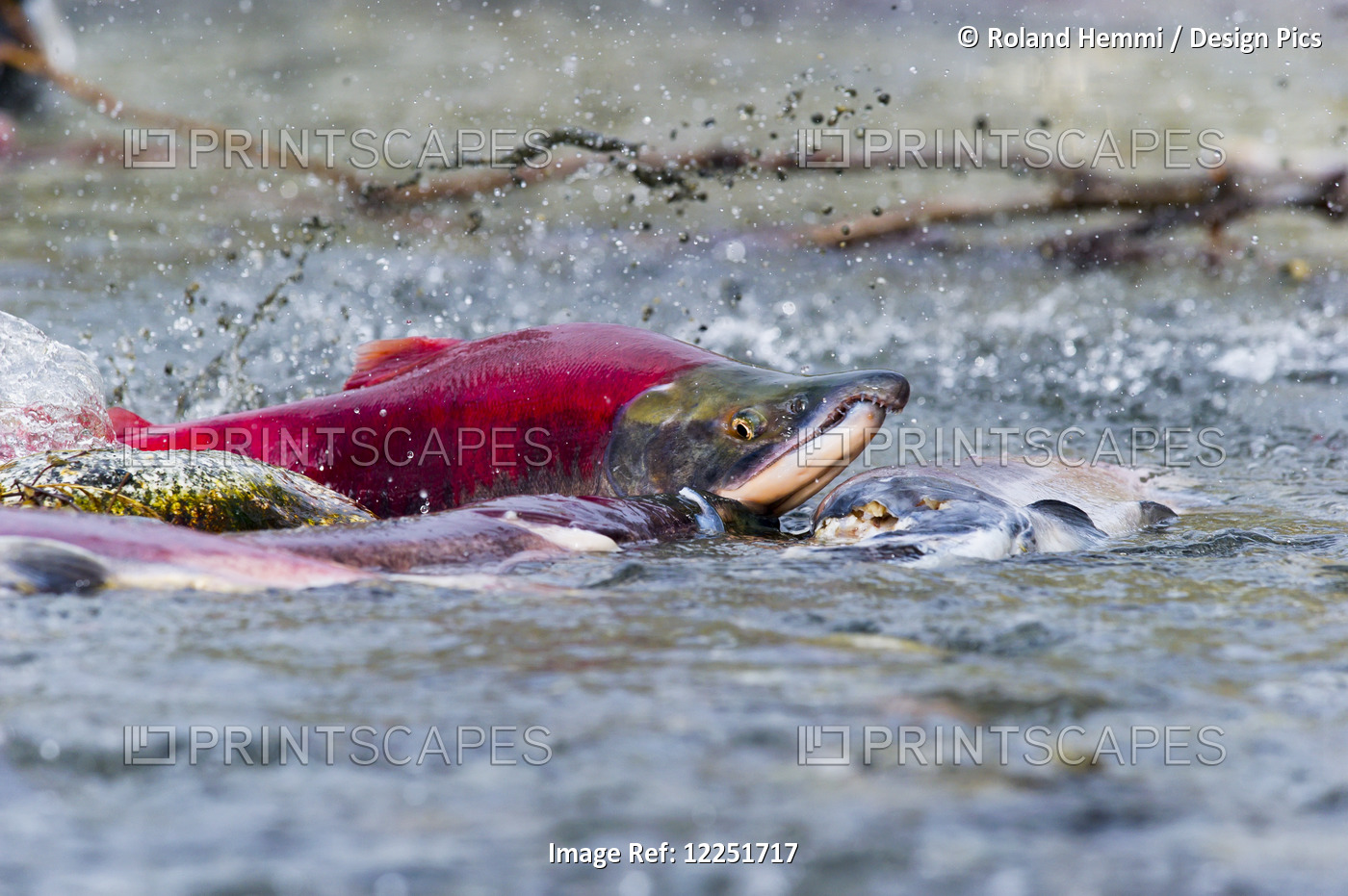 Sockeye Salmon (Oncorhynchus Nerka) Struggles Over Sandspit; Paxson, Alaska, ...
