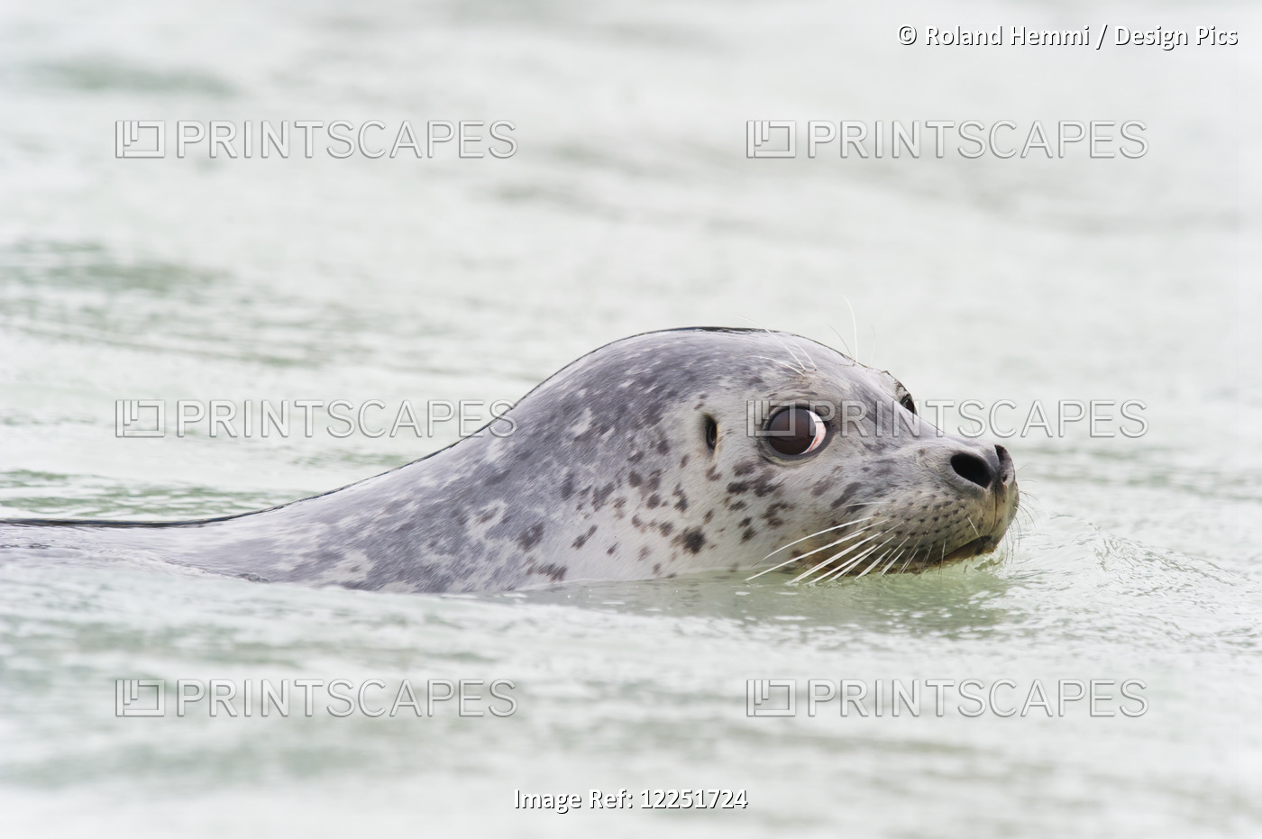 Seal Swimming And Looking To The Side Into The Camera; Valdez, Alaska, United ...