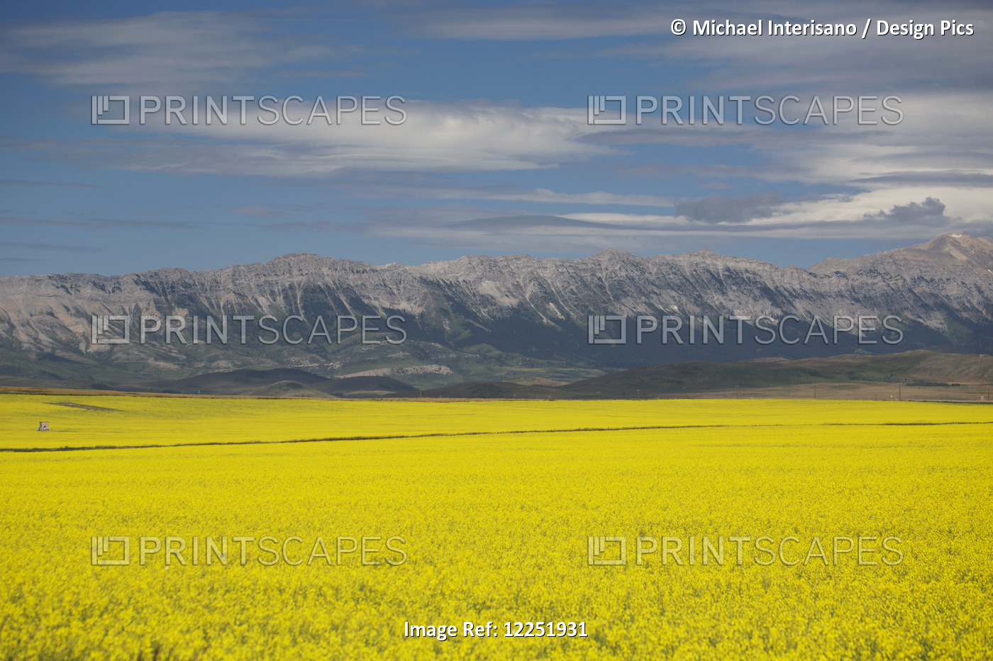A Flowering Canola Field With Rolling Hills And Mountain Range In The ...