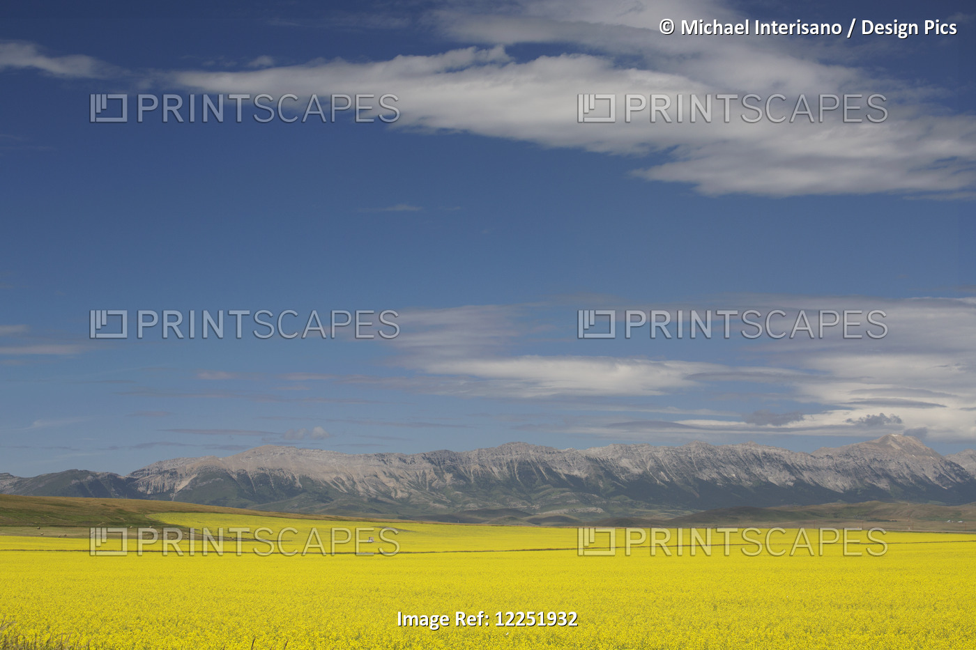A Flowering Canola Field With Rolling Hills And Mountain Range In The ...