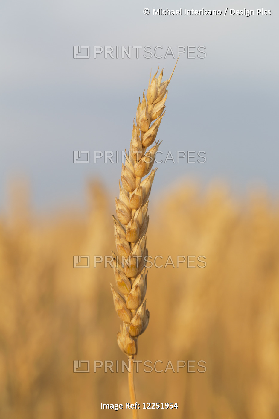 Close Up Of A Ripe Wheat Head At Sunrise With Blue Sky In The Background, South ...