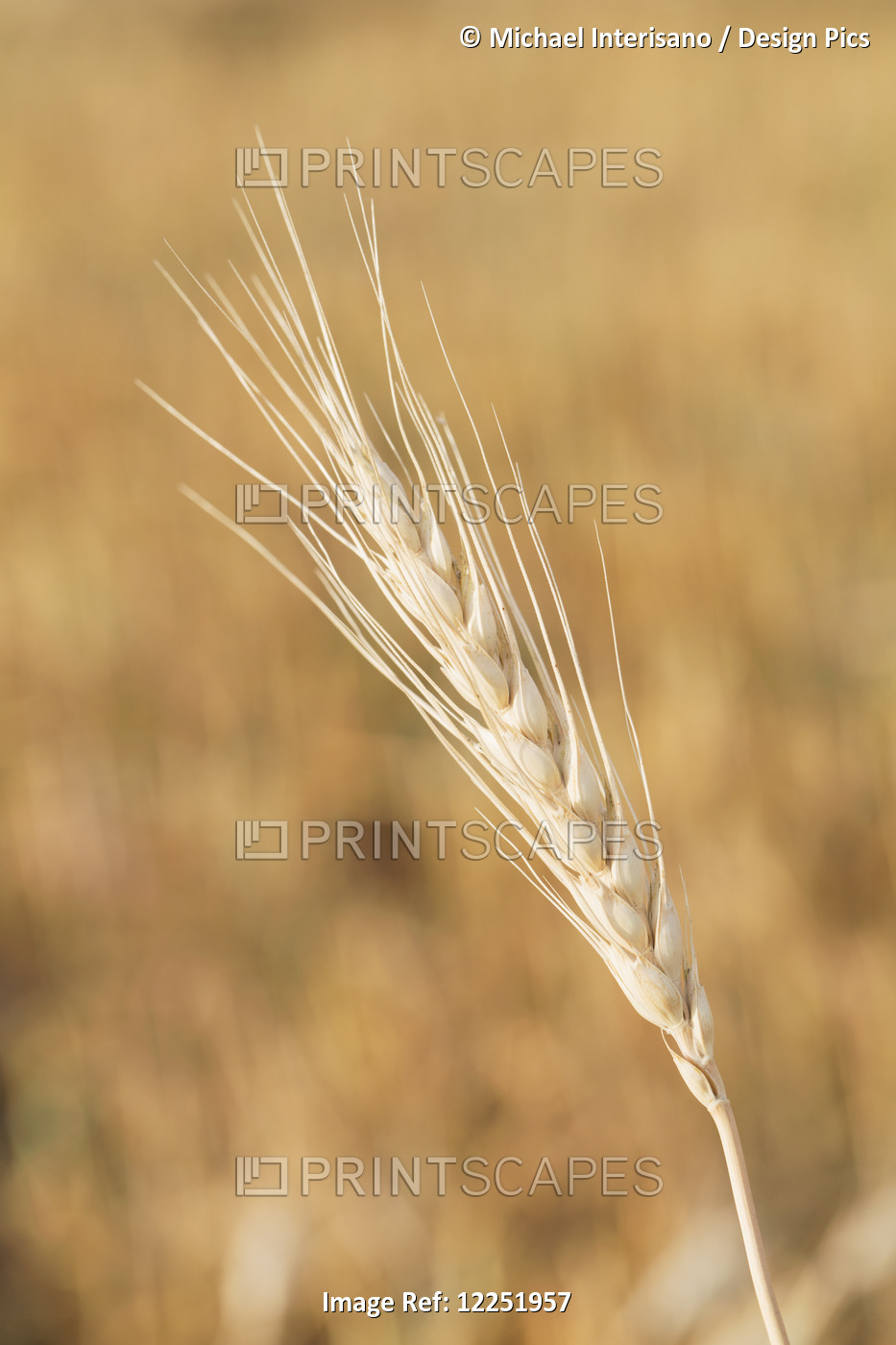 Close Up Of Ripe Wheat Head In A Field; Alberta, Canada