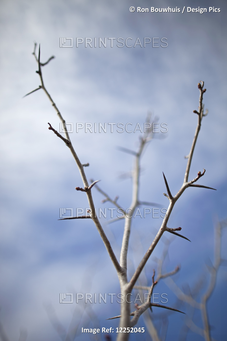 Tree With Buds In Springtime; Milton, Ontario, Canada