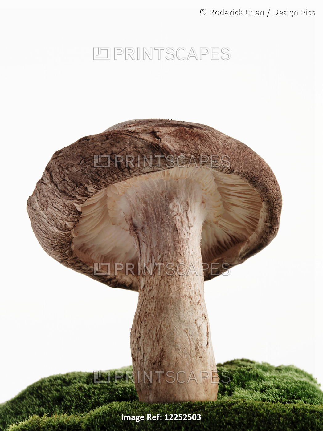 Mushroom On Top Of A Broccoli Mound Against A White Background