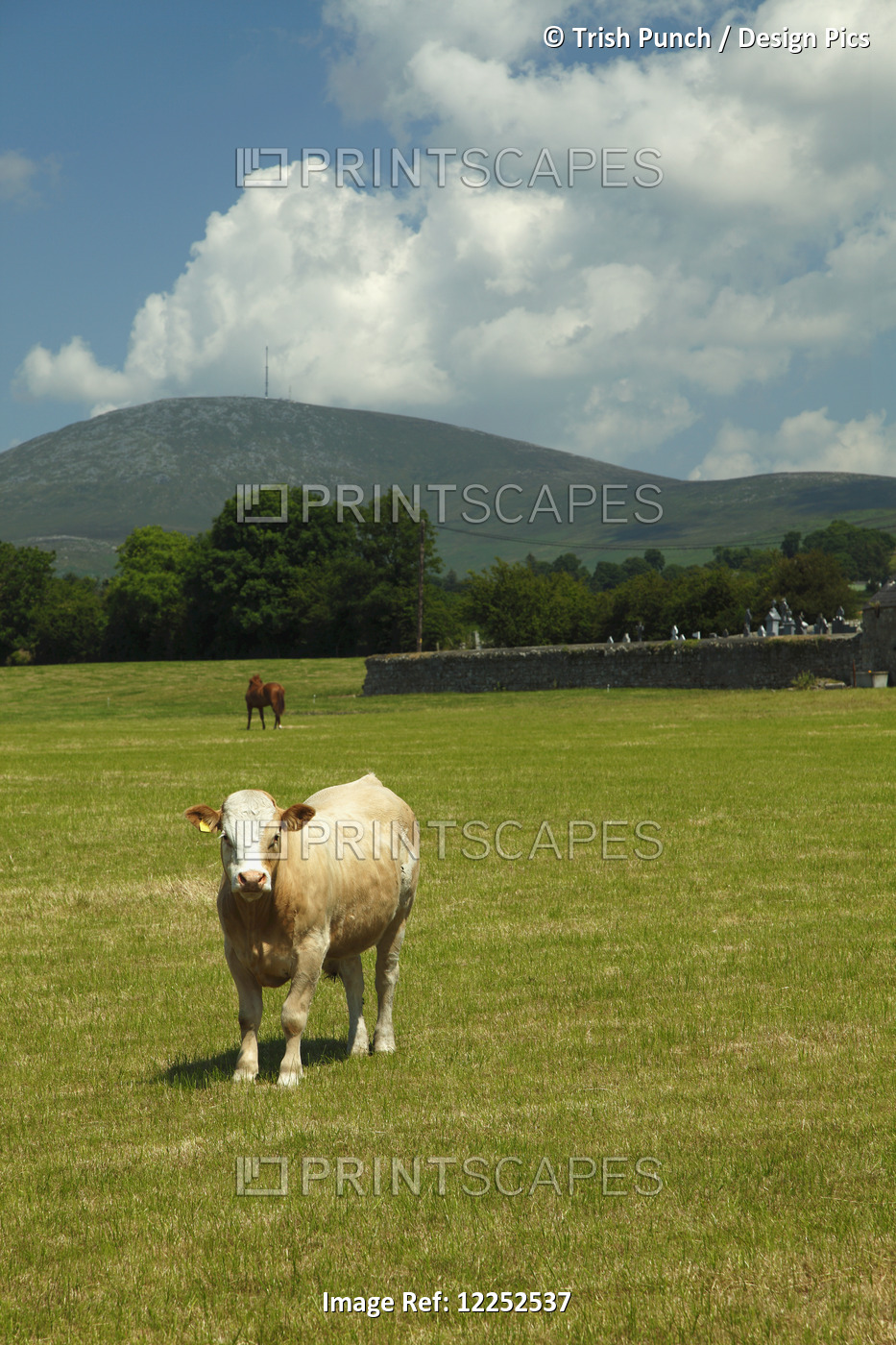 Lone Cow In A Field In Ballymurphy Village; County Carlow, Ireland