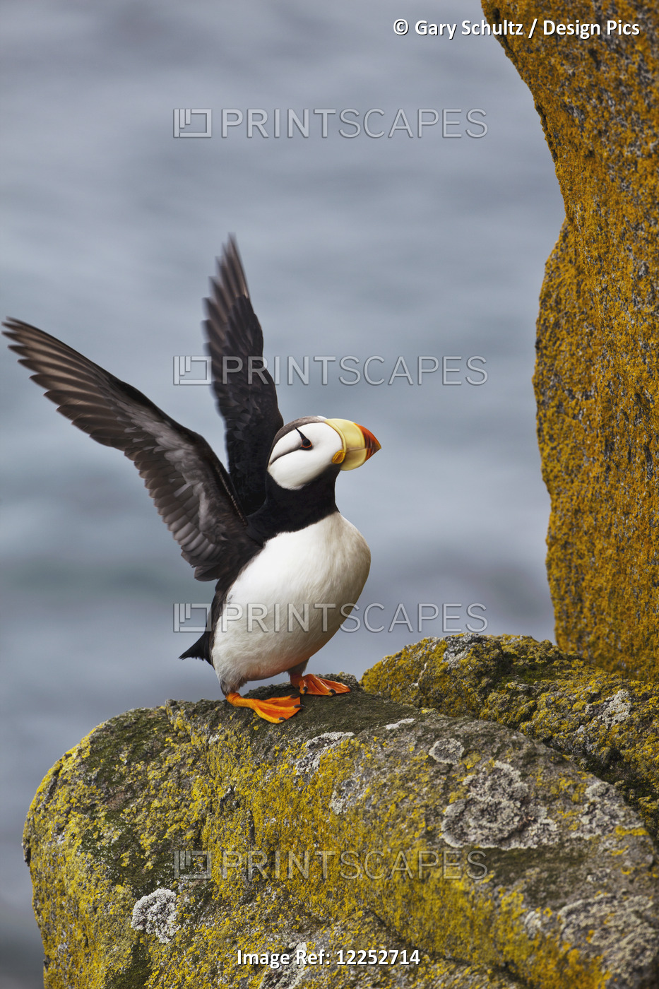 Horned Puffin (Fratercula Corniculata) Standing On Lichen-Covered Boulder ...