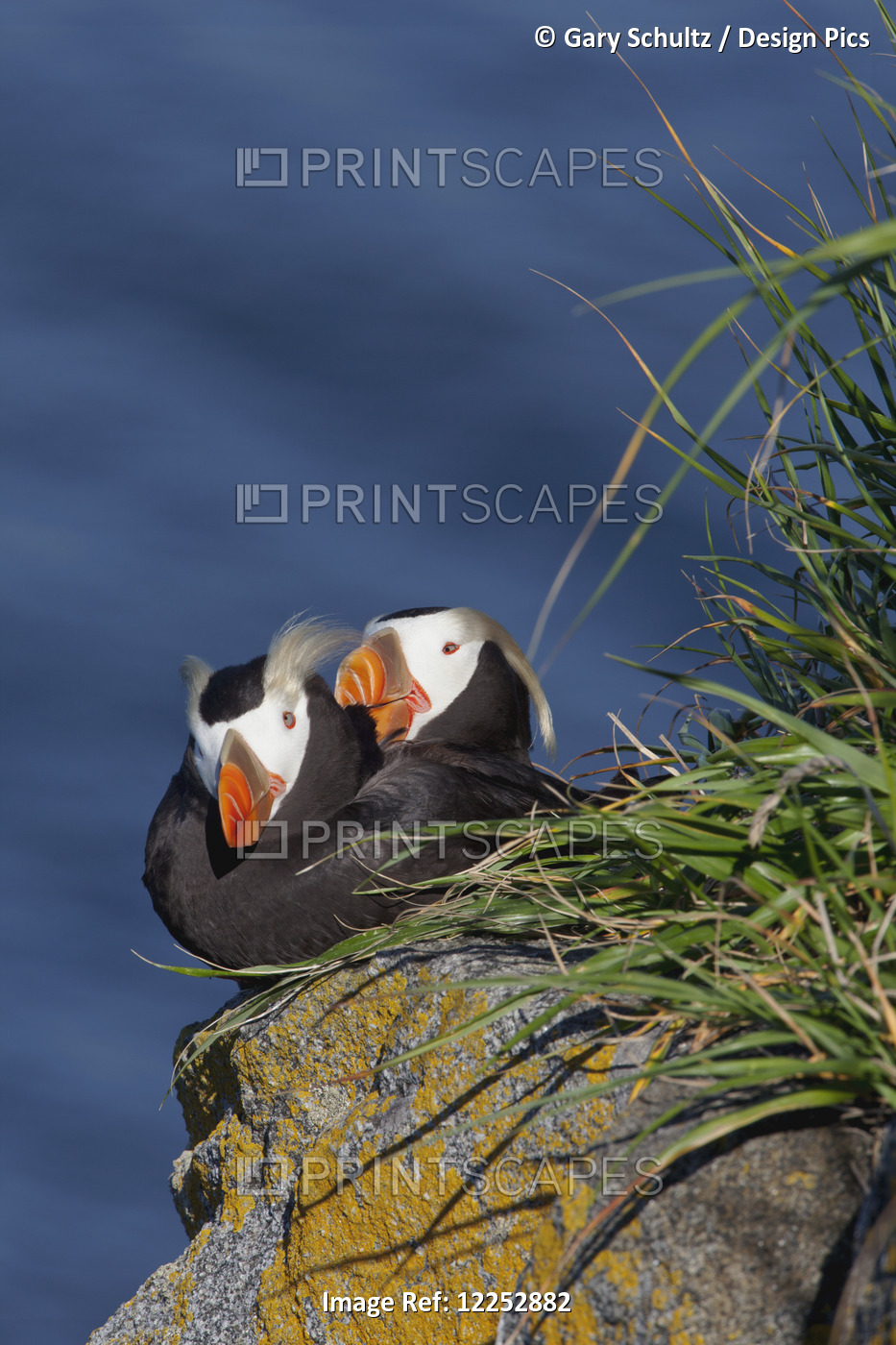 Pair Of Tufted Puffins (Fratercula Cirrhata) Preening On A Lichen Covered ...