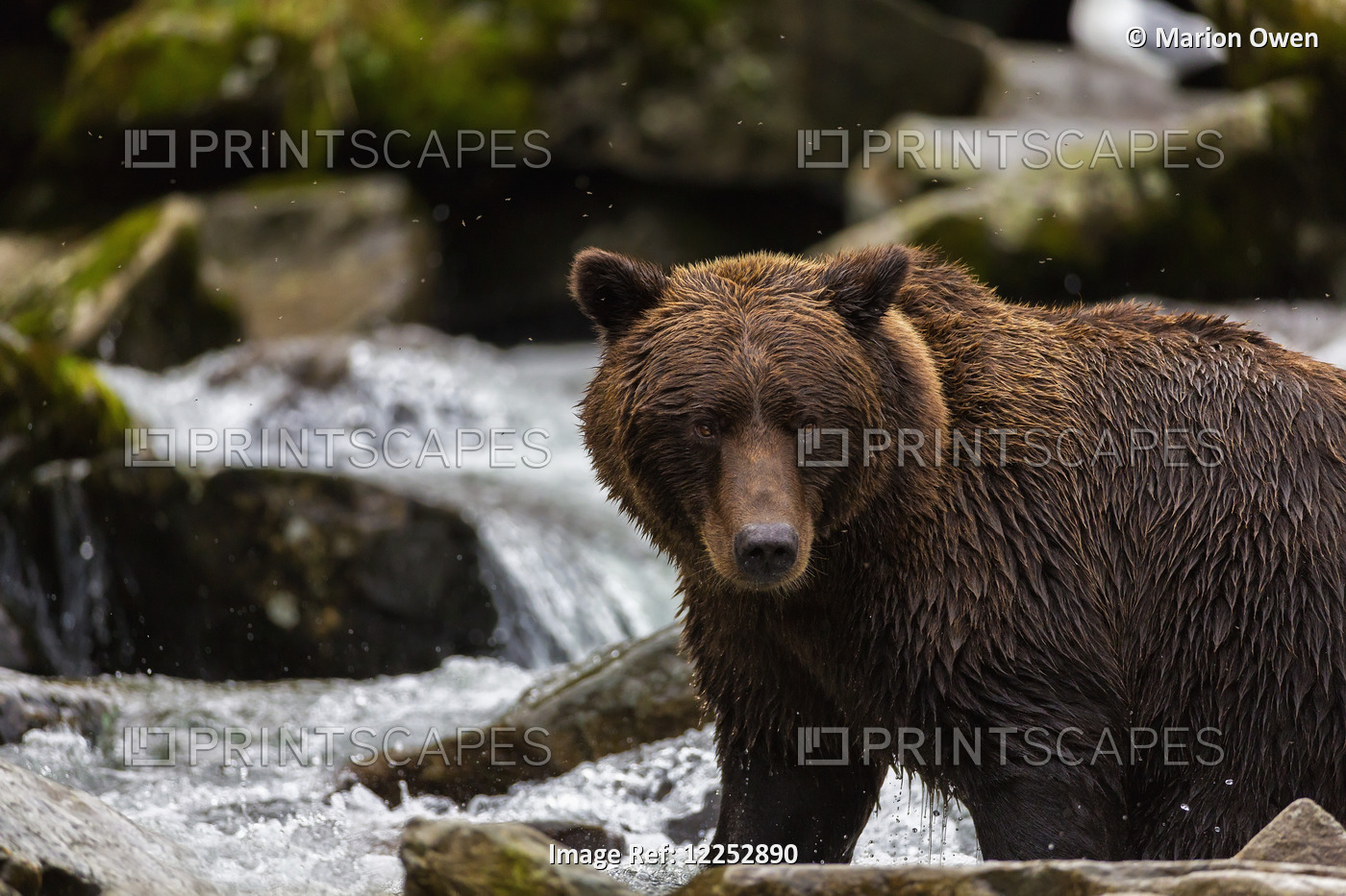 Coastal Brown Bear Fishing In A River, Katmai National Park And Preserve, ...