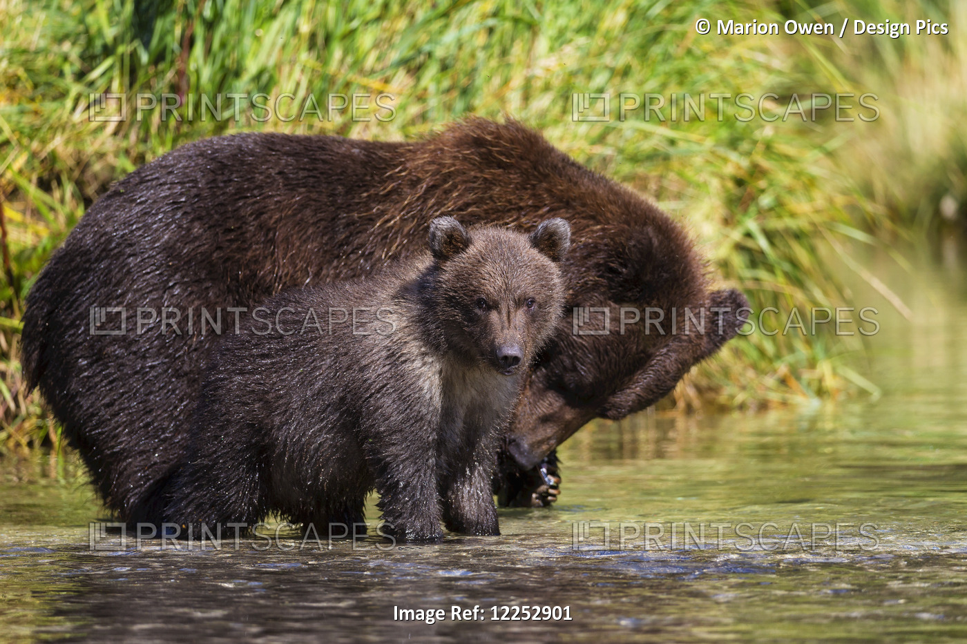 Coastal Brown Bear And Cub Fishing In A River, Katmai National Park And ...