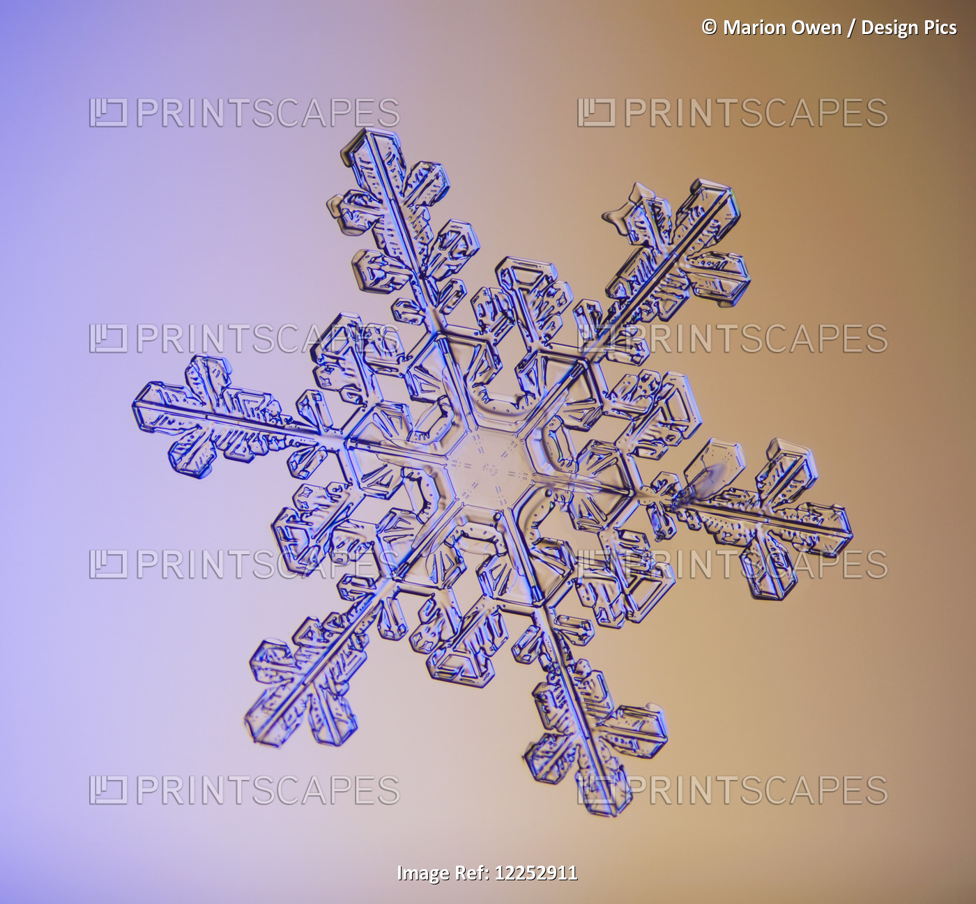 Photomicroscopic Close Up Of A Snowflake Crystal, Alaska