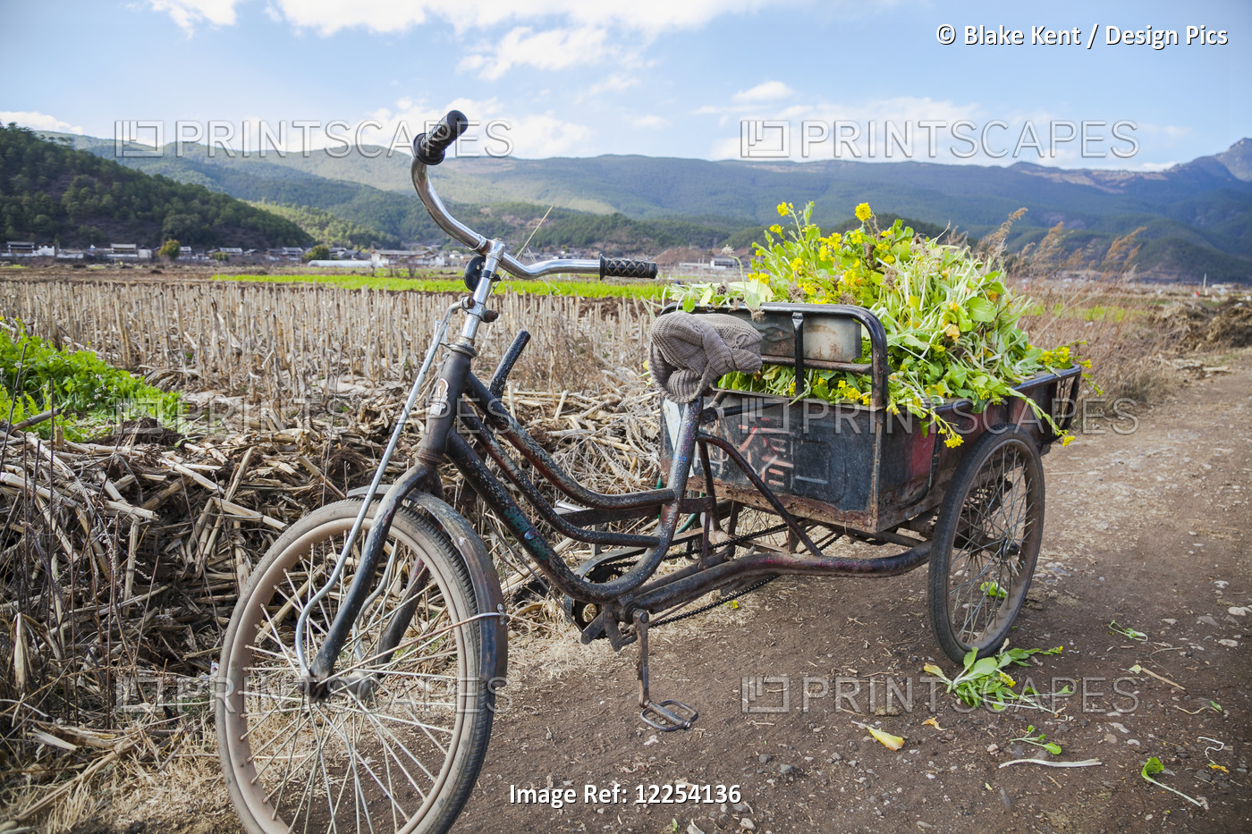 Three Wheeled Bicycle With Vegetables; Lijiang, Yunnan Province, China