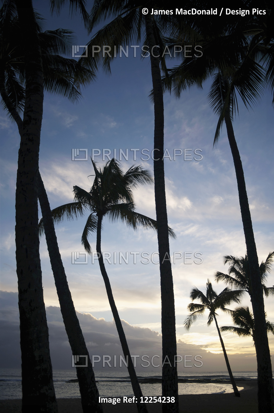 The Sun Sets Over Palm Trees In Salt Pond Park On The Hawaiian Island Of Kauai; ...