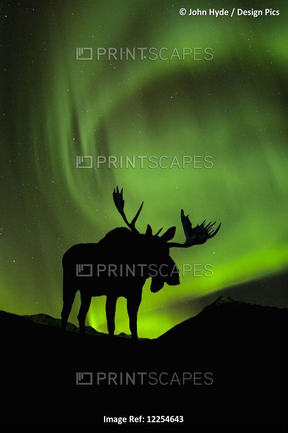 Silhouette Of Moose With Green Aurora Borealis Behind It Interior Alaska ...