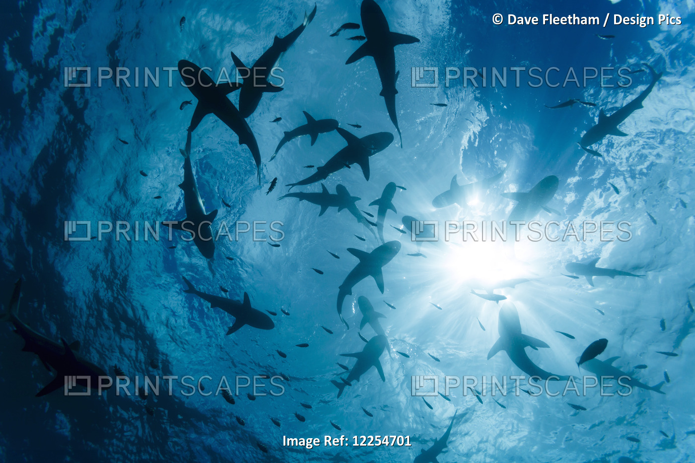 School Of Grey Reef Sharks (Carcharhinus Amblyrhynchos) At The Surface Of The ...
