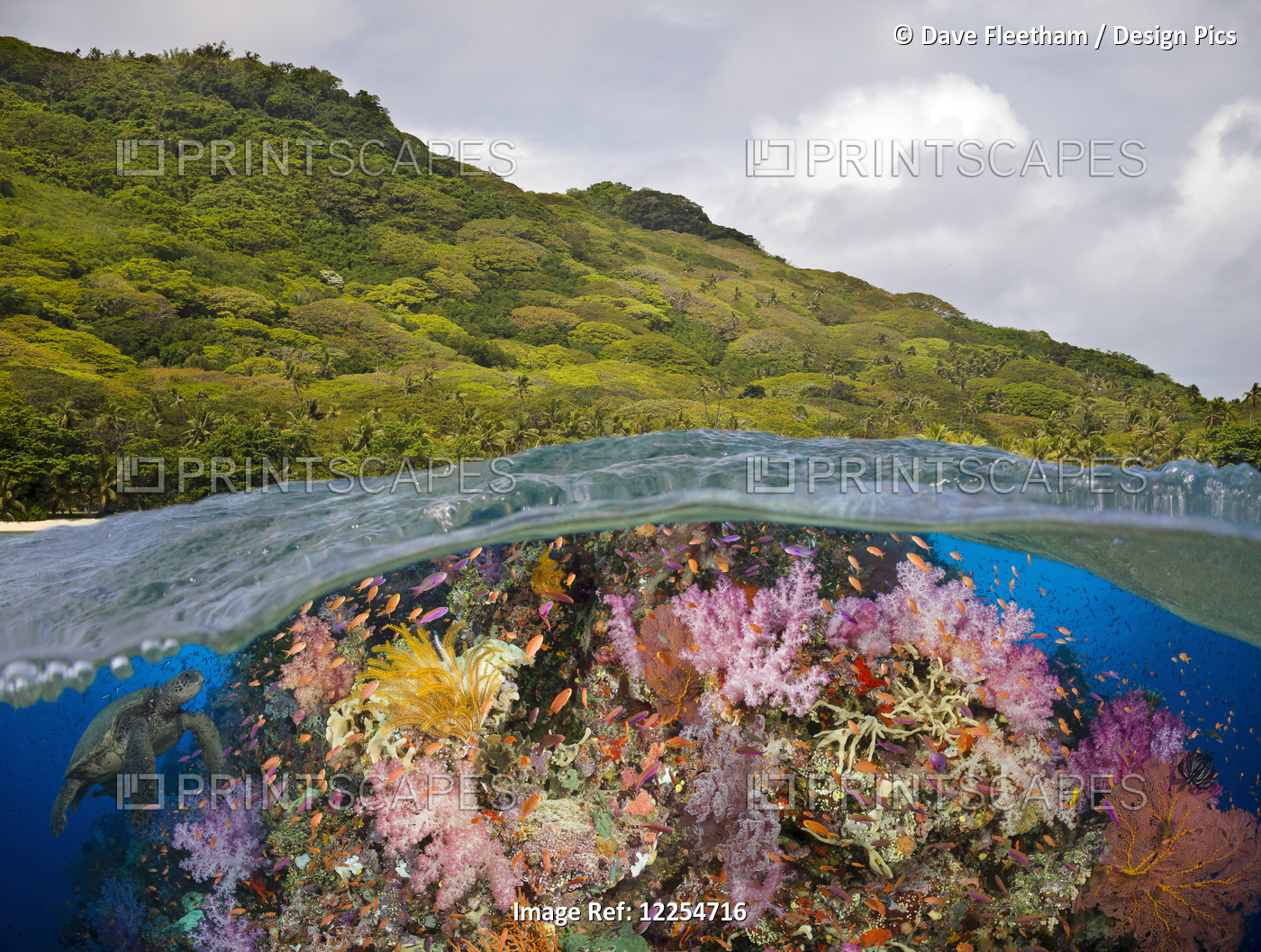 A Half Above, Half Below Look At A Fijian Reef With Alconarian And Gorgonian ...