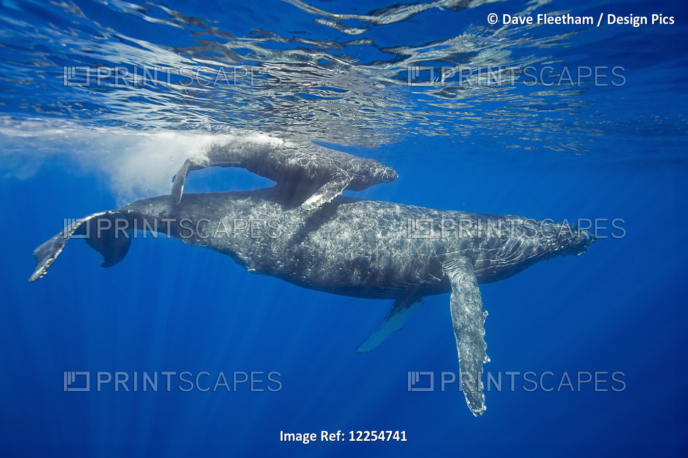 A Mother And Calf Pair Of Humpback Whales, (Megaptera Novaeangliae), Come To ...