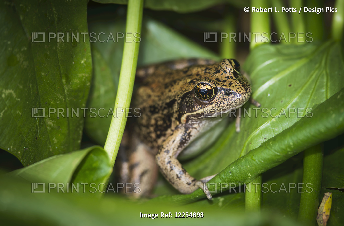 A Frog Perches On Wapato Leaves; Astoria, Oregon, United States Of America
